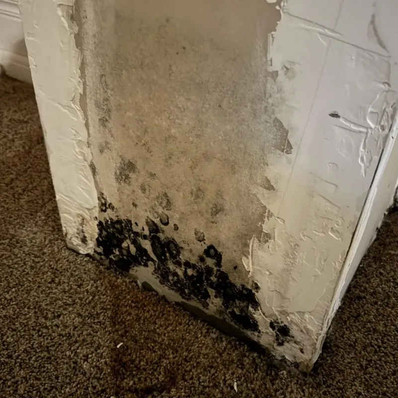 Professional Mold Removal in Danbury, NC